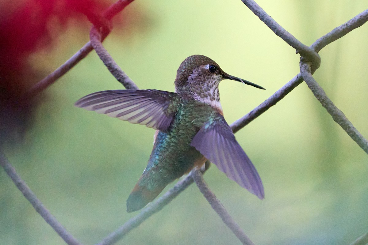 Rufous Hummingbird - ML595389641