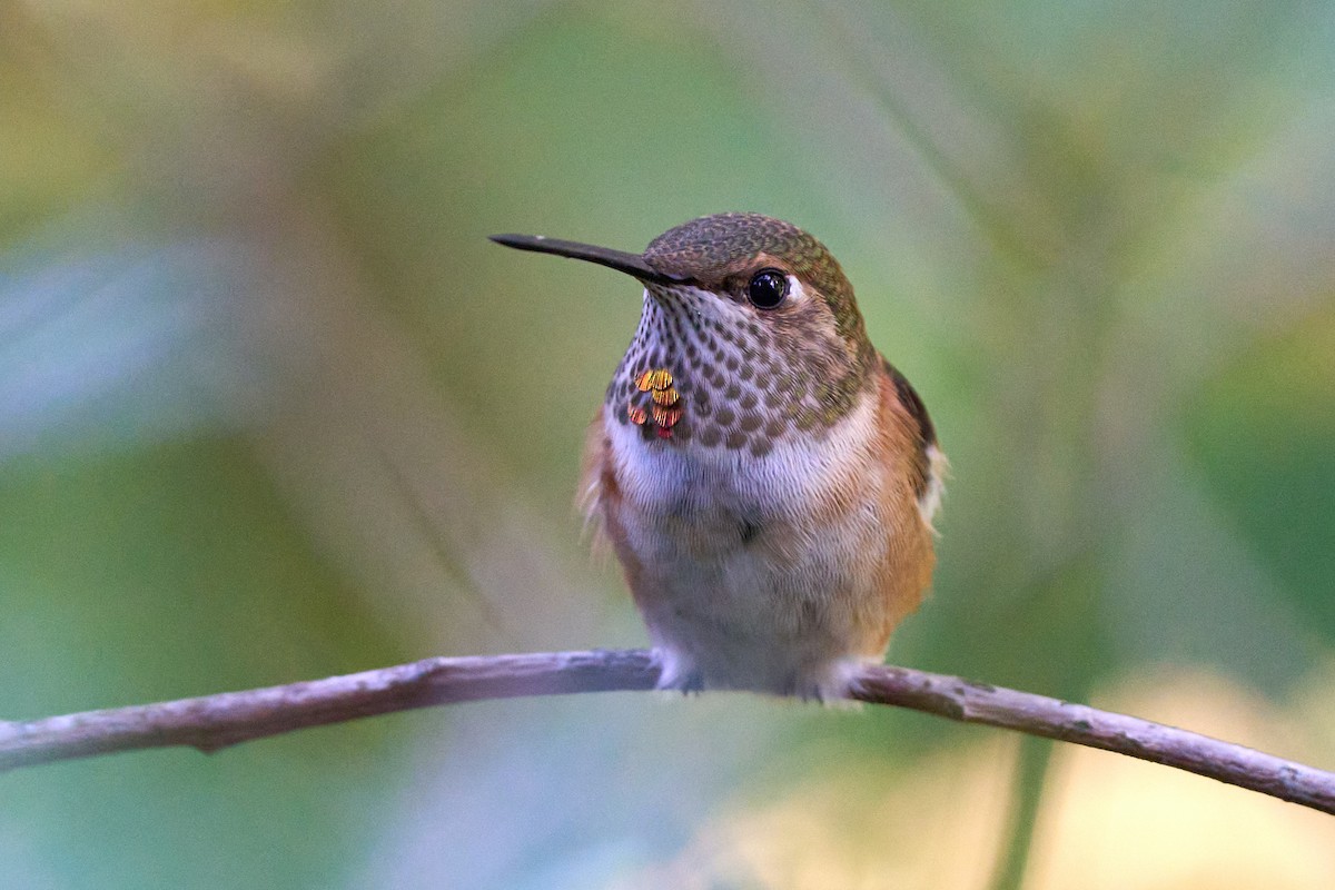 Rufous Hummingbird - ML595389651