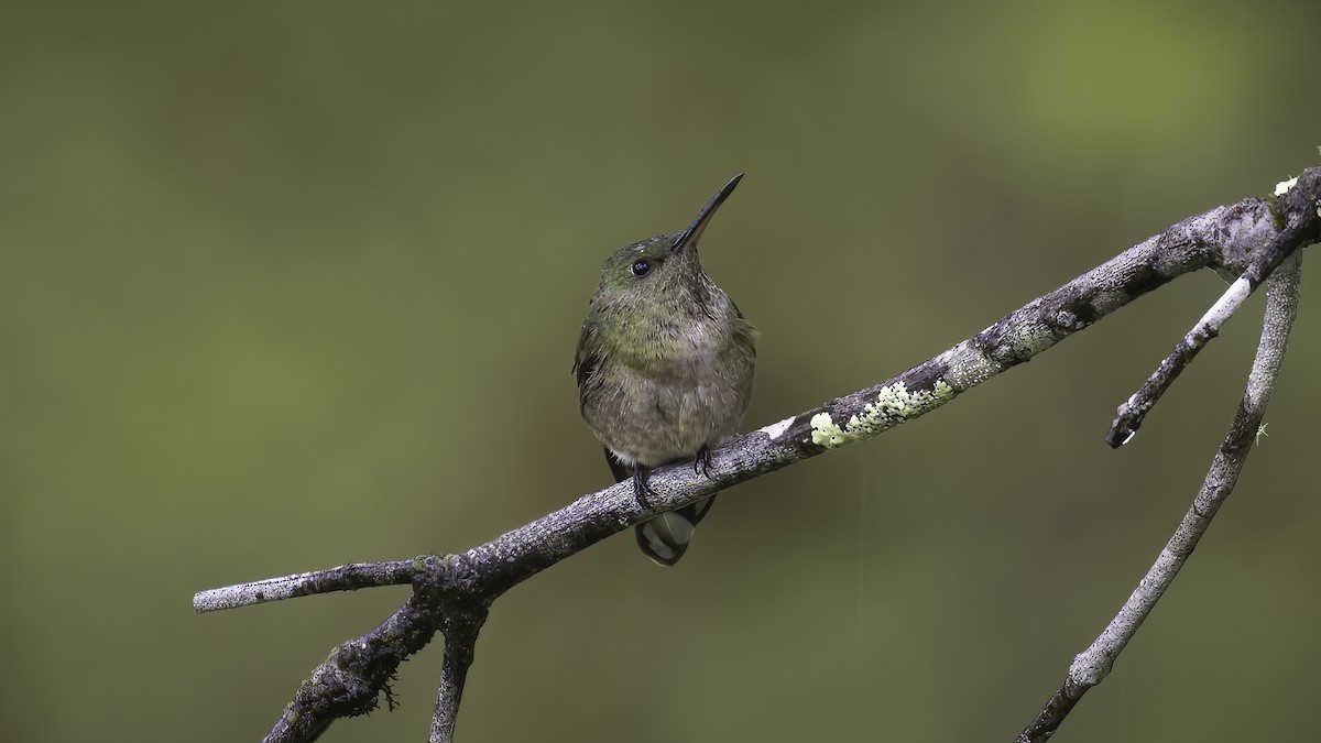 Charming Hummingbird - Markus Craig
