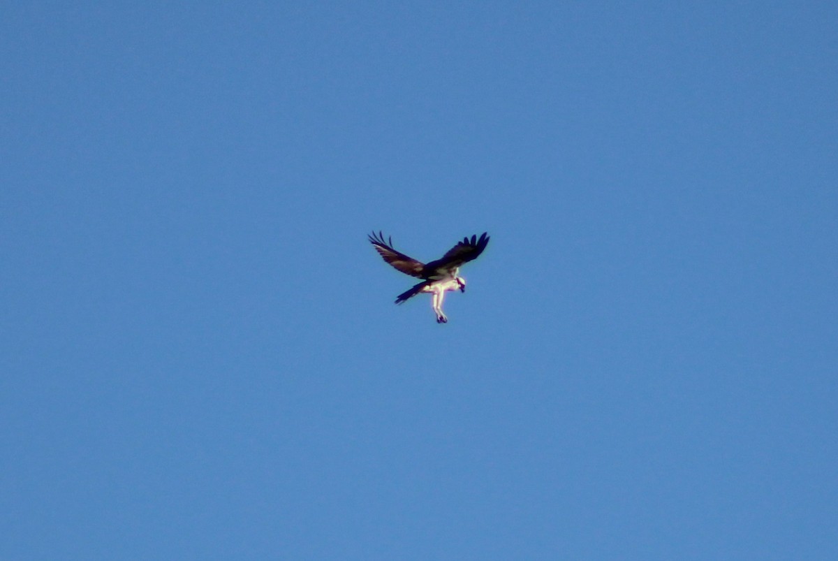 Osprey - ML595390581