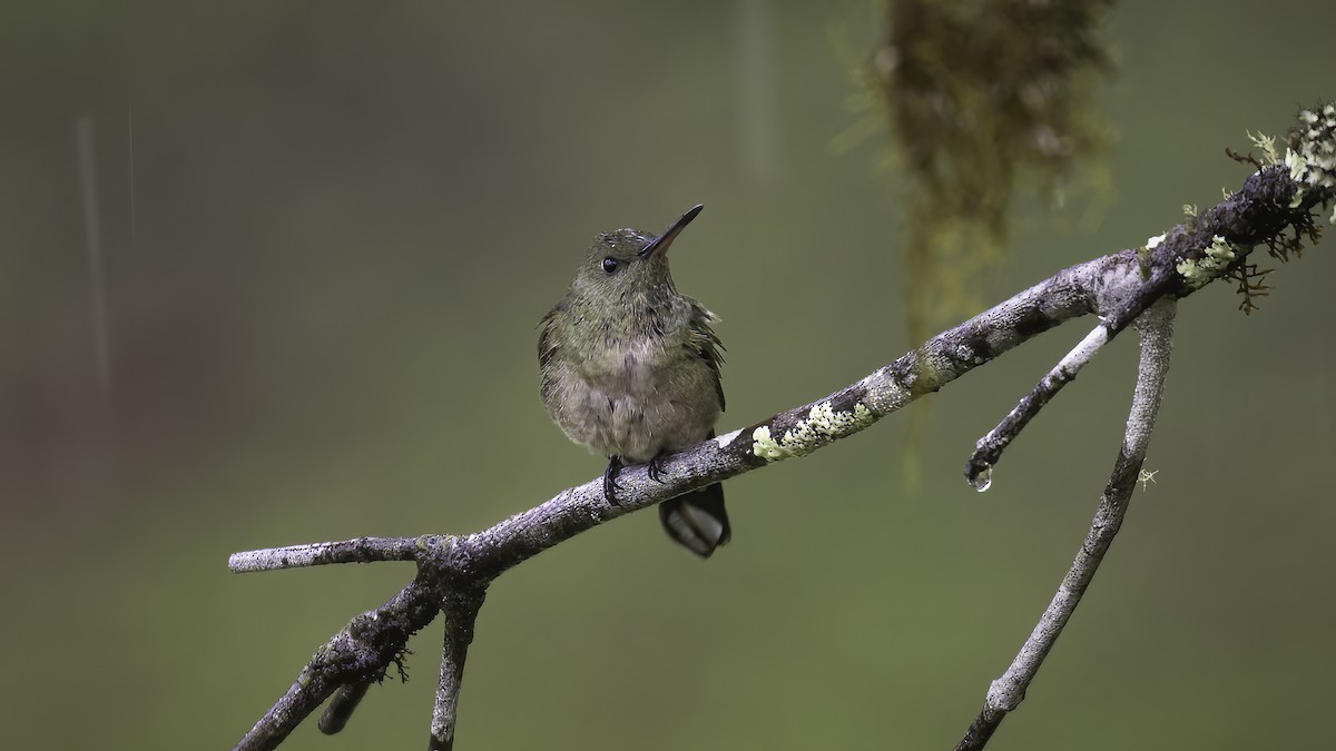 Charming Hummingbird - ML595390941