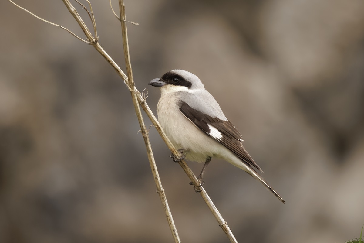 Lesser Gray Shrike - ML595393041