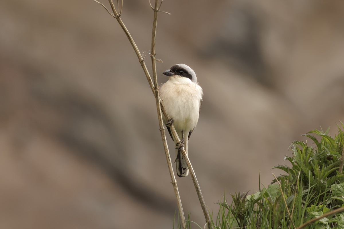 Lesser Gray Shrike - ML595393081