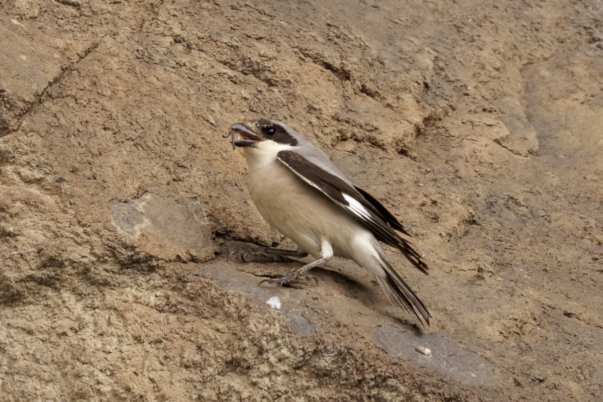 Lesser Gray Shrike - ML595393091