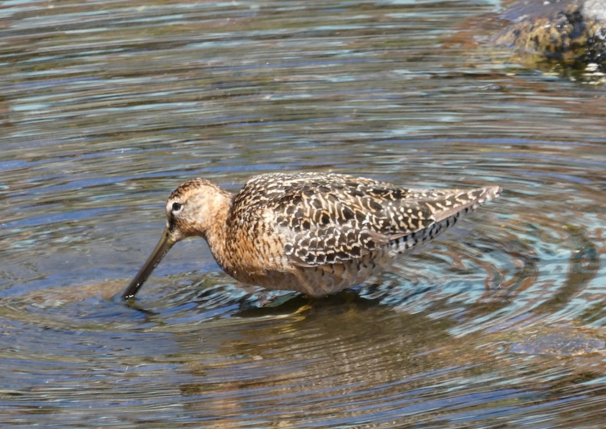 Long-billed Dowitcher - ML595394191
