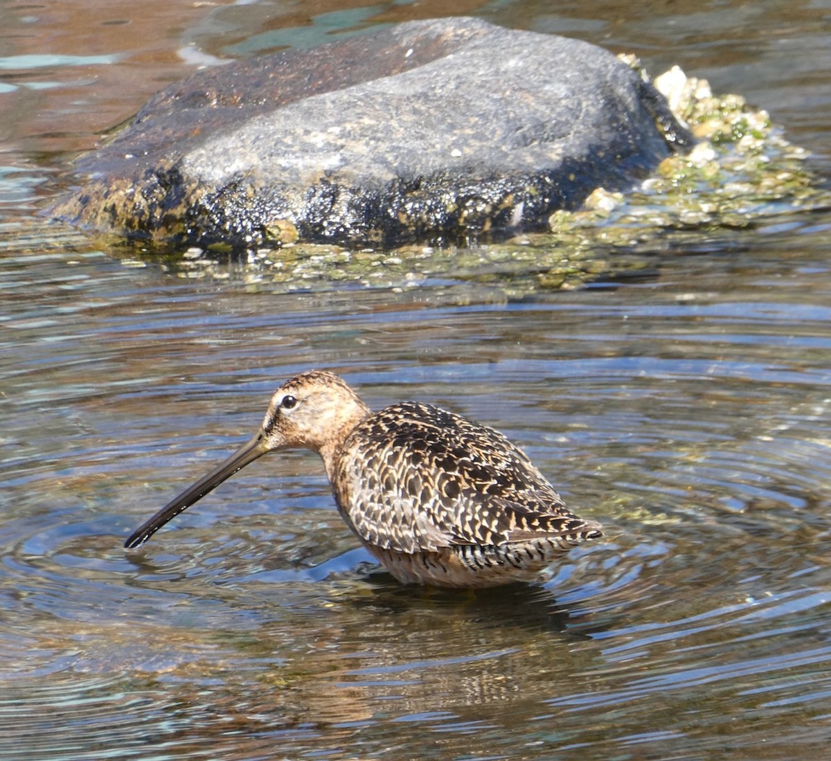 Long-billed Dowitcher - ML595394201