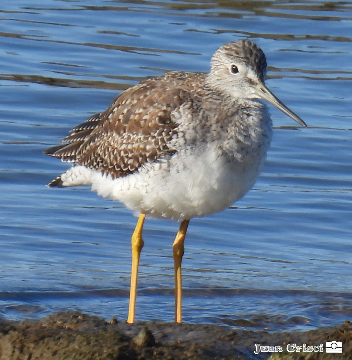 Greater Yellowlegs - ML595394221