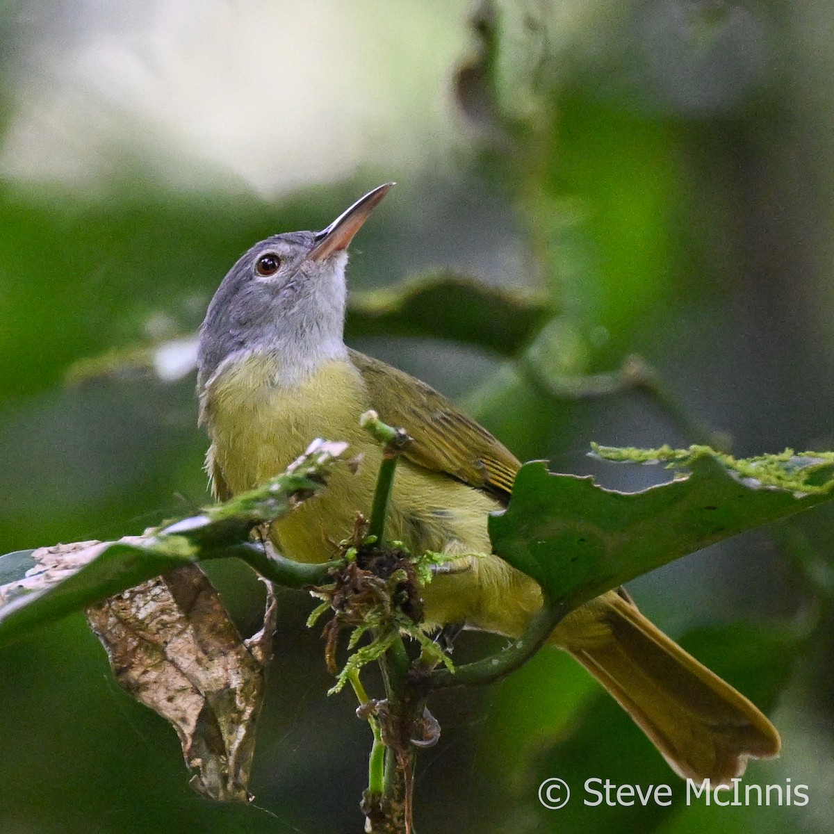 Gray-headed Sunbird - Steve McInnis