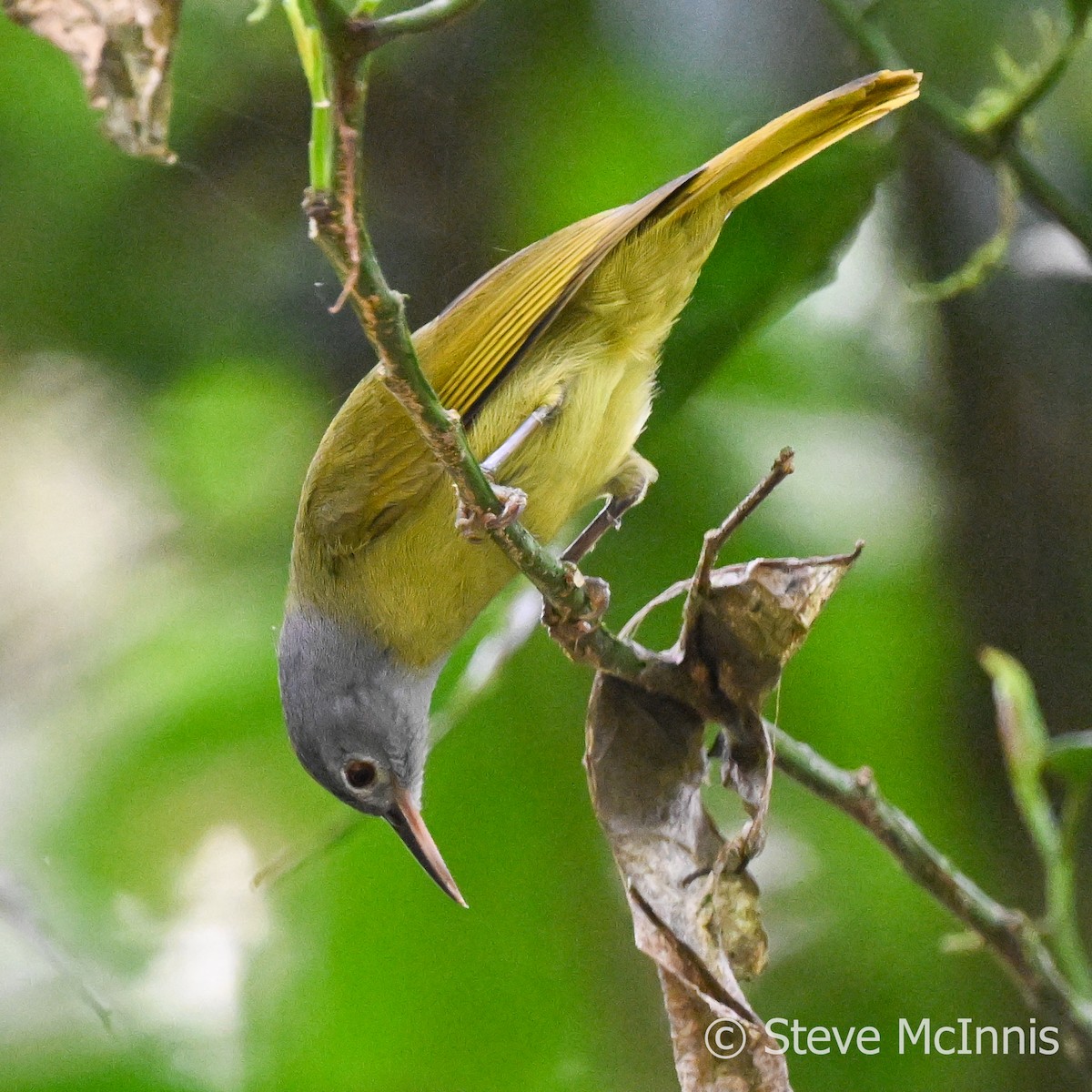 Gray-headed Sunbird - Steve McInnis