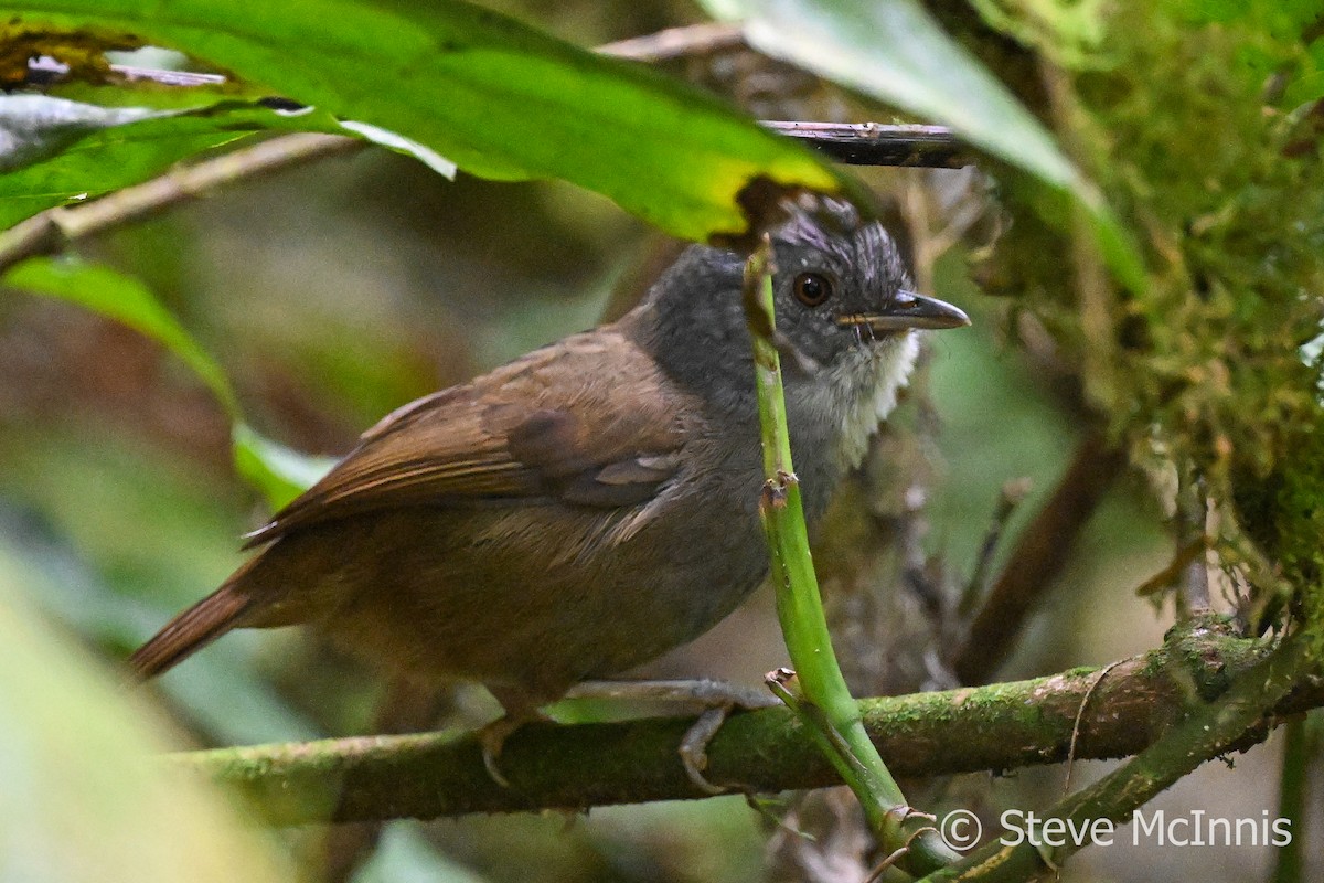 Mountain Illadopsis - Steve McInnis