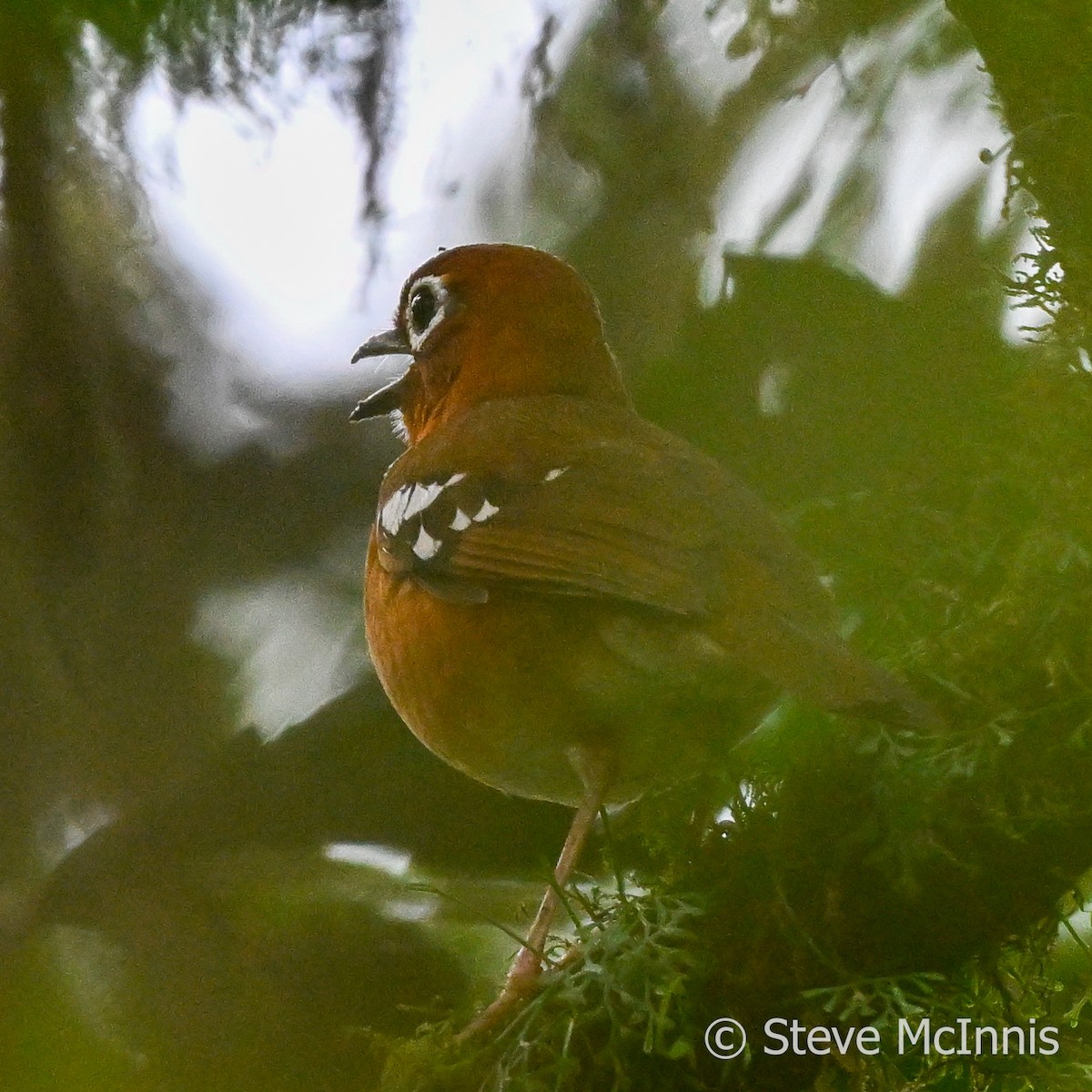 Abyssinian Ground-Thrush (Kivu) - ML595394711