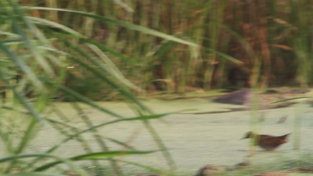 Baillon's Crake - ML595395981