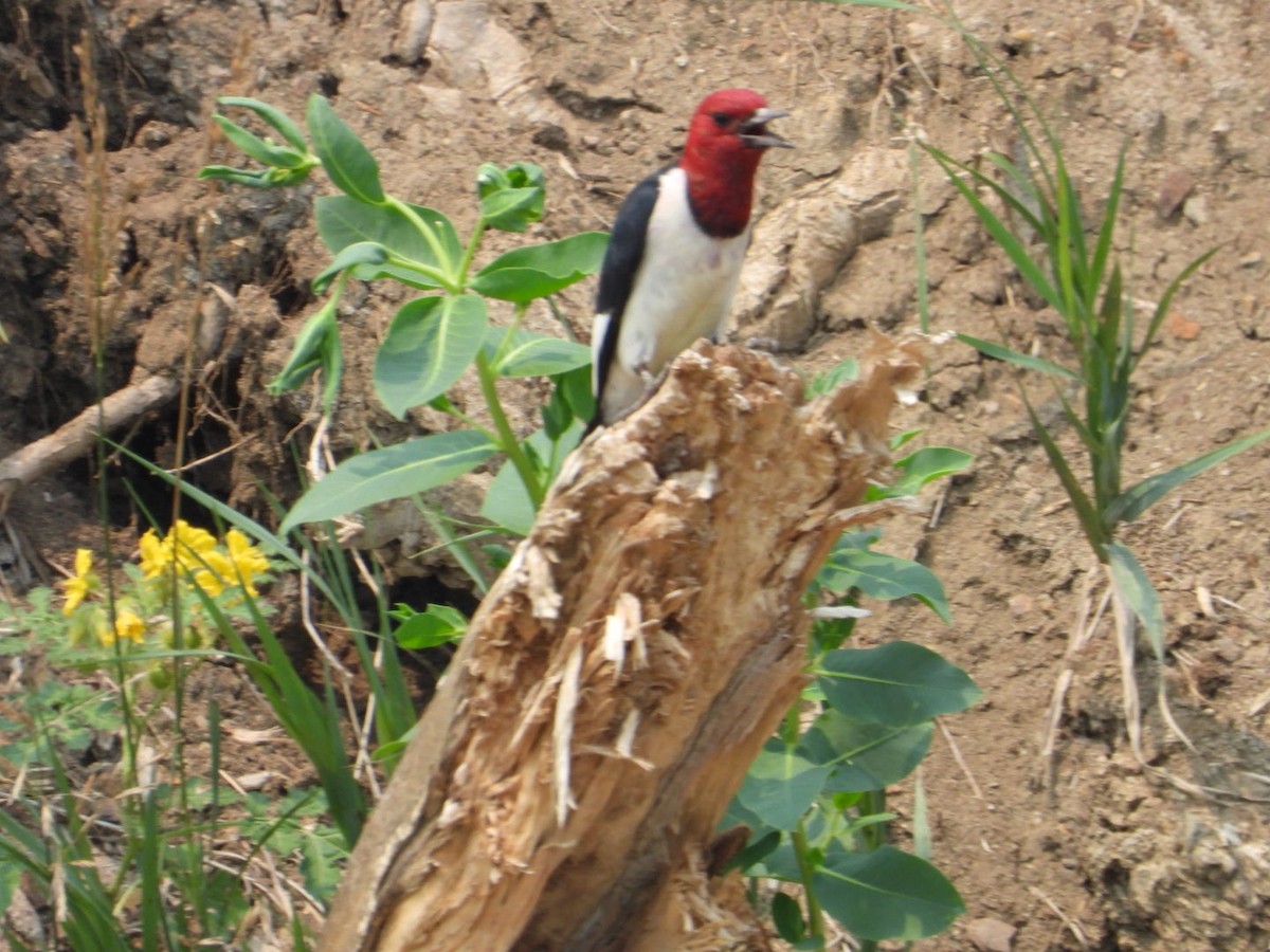 Red-headed Woodpecker - ML595397461