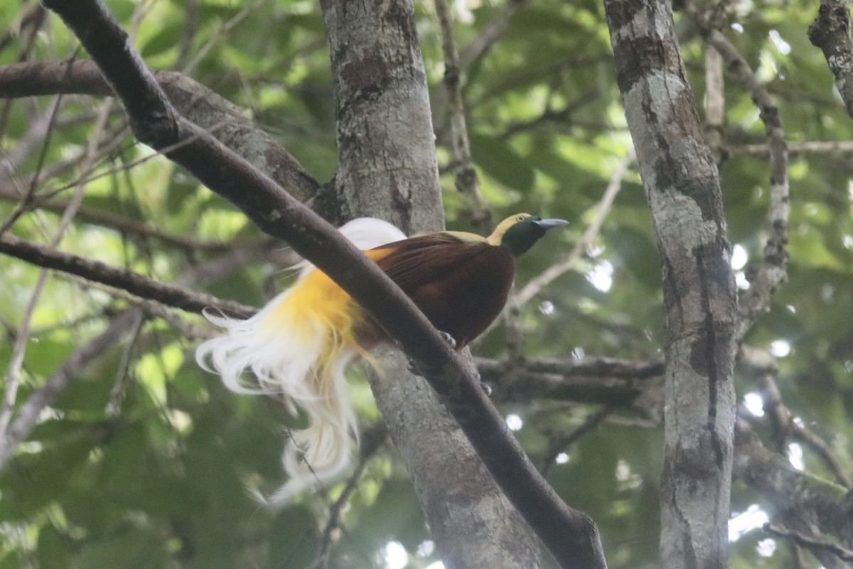 Lesser Bird-of-Paradise - Gil Ewing