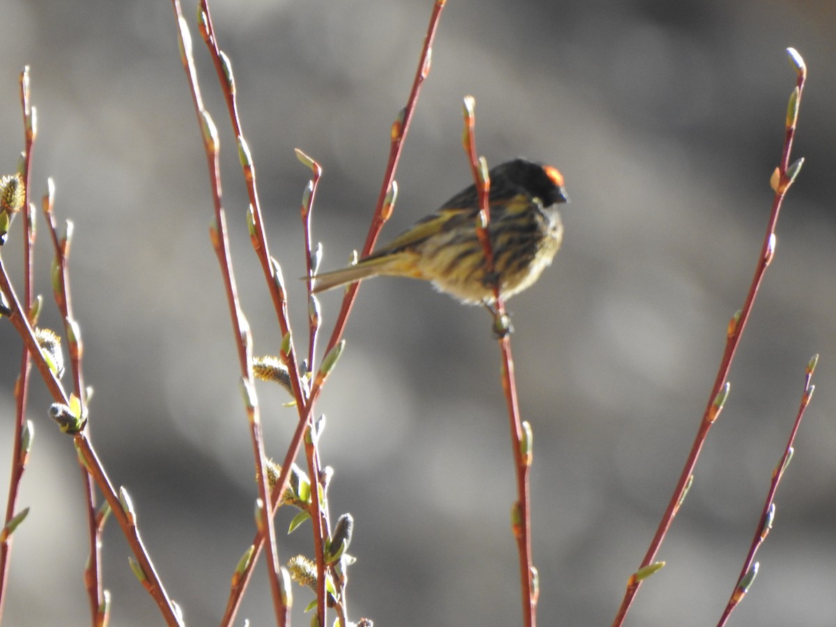 Fire-fronted Serin - Arulvelan Thillainayagam