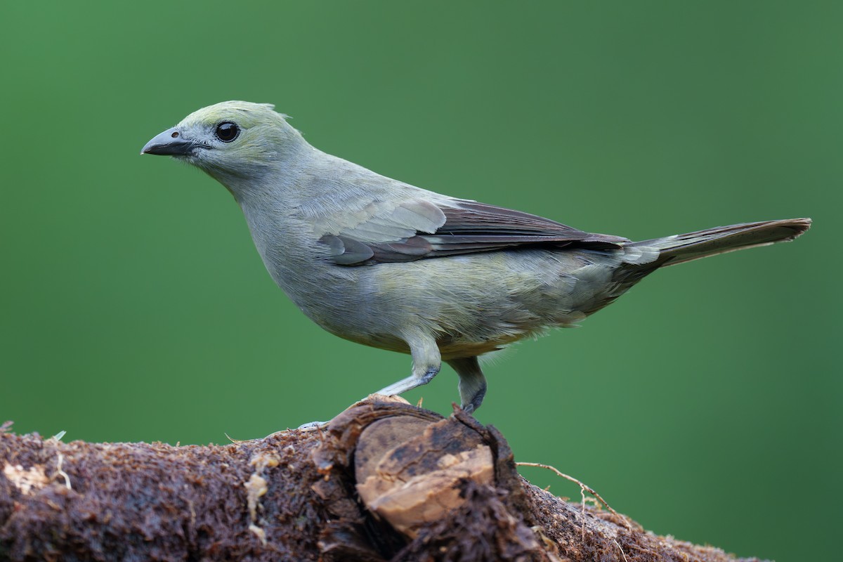 Palm Tanager - Austin Groff