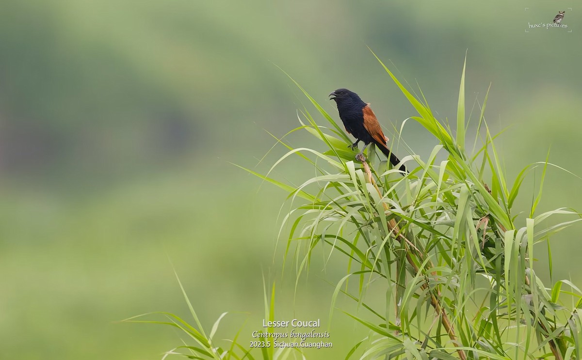 Lesser Coucal - ML595400891