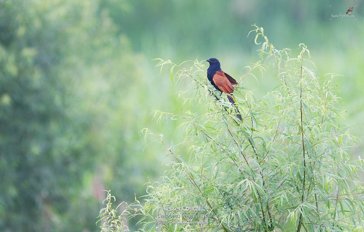 Lesser Coucal - ML595400901