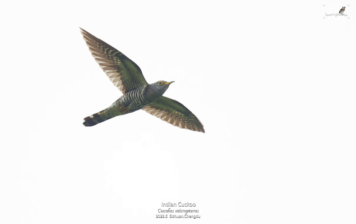 Indian Cuckoo - ML595400911