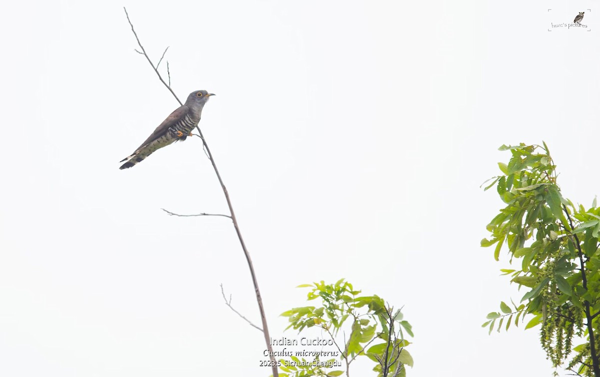 Indian Cuckoo - ML595400921