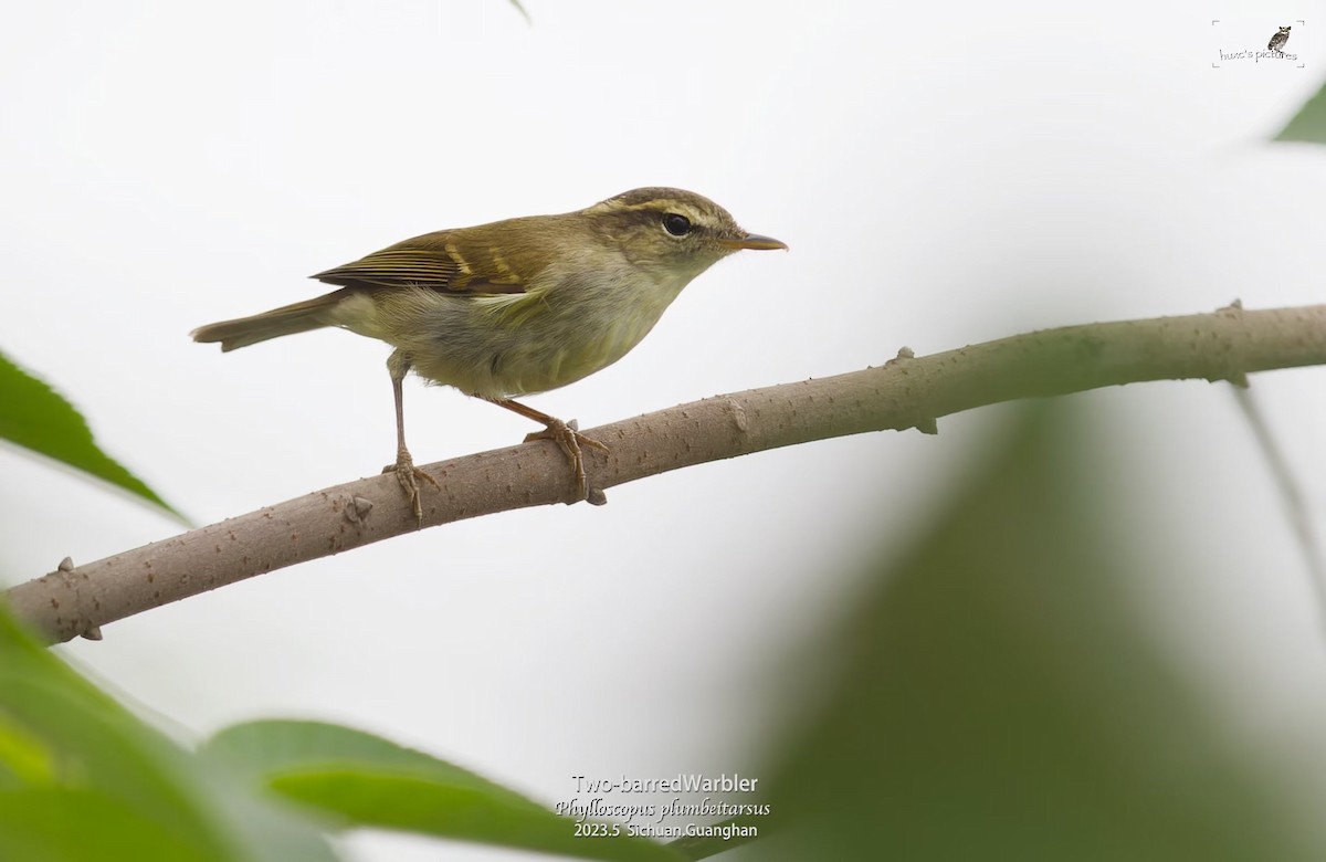 budníček dvoupruhý - ML595400931