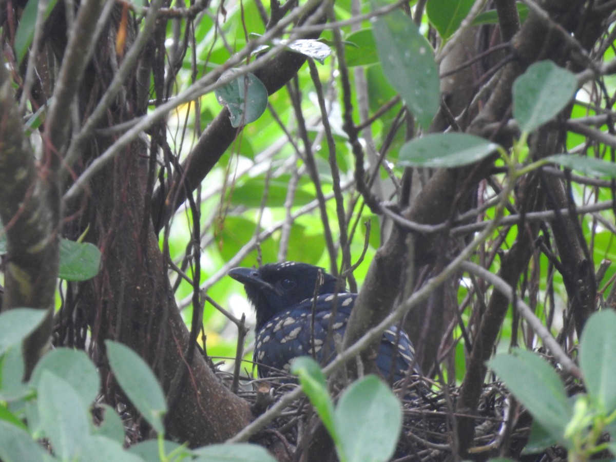 Asian Koel - 亦君 梁