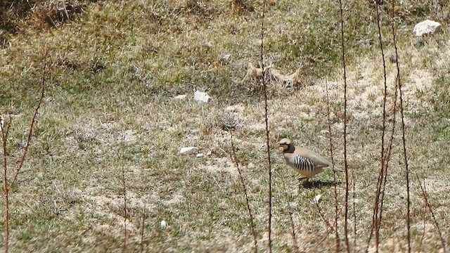 Chukar - ML595402251