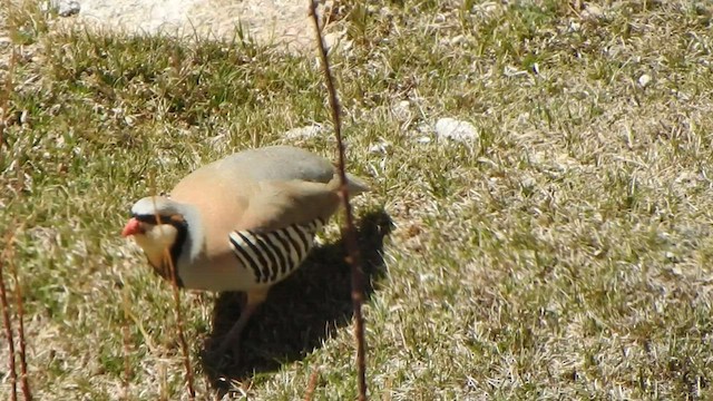 Chukar - ML595402261