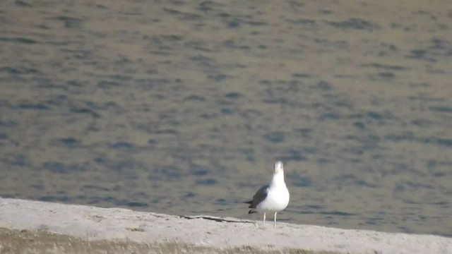 Pallas's Gull - ML595403101