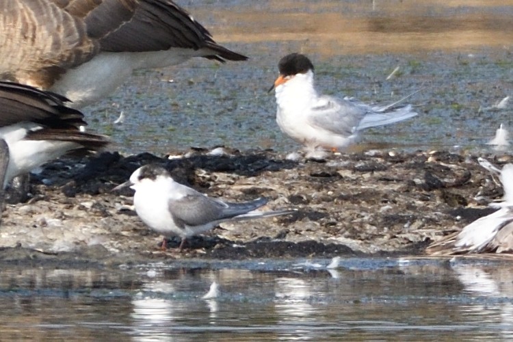 Arctic Tern - ML595403121