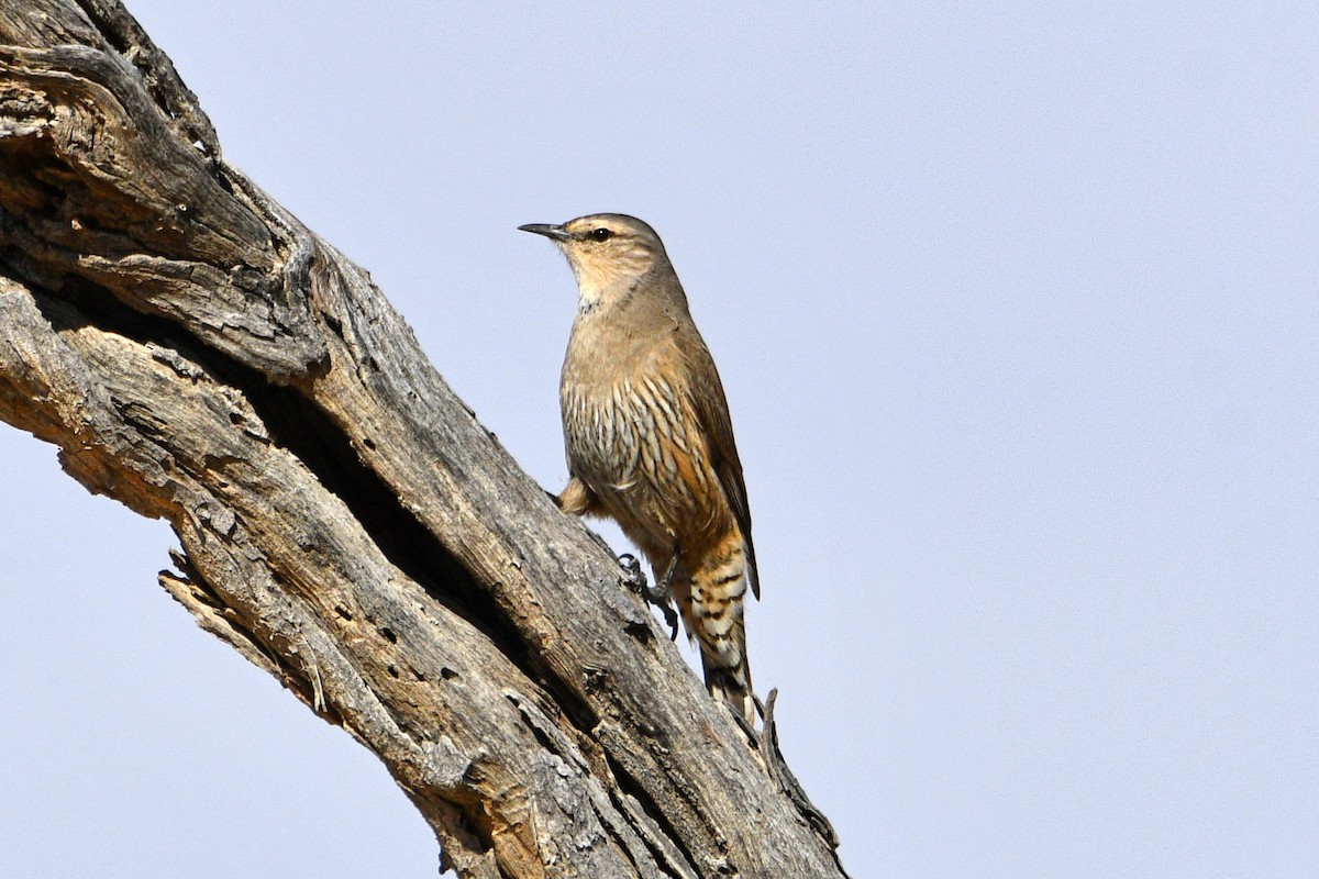 Brown Treecreeper - ML595403171