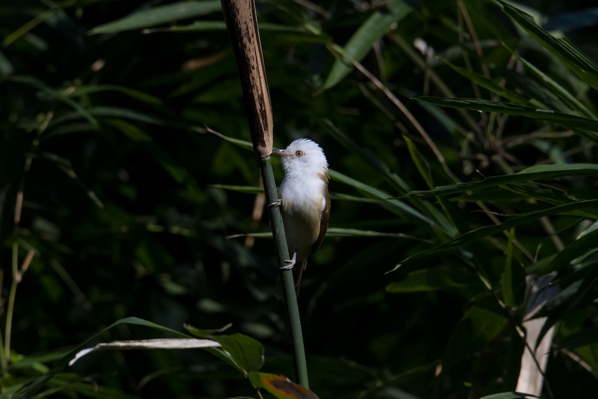 White-hooded Babbler - ML595403351