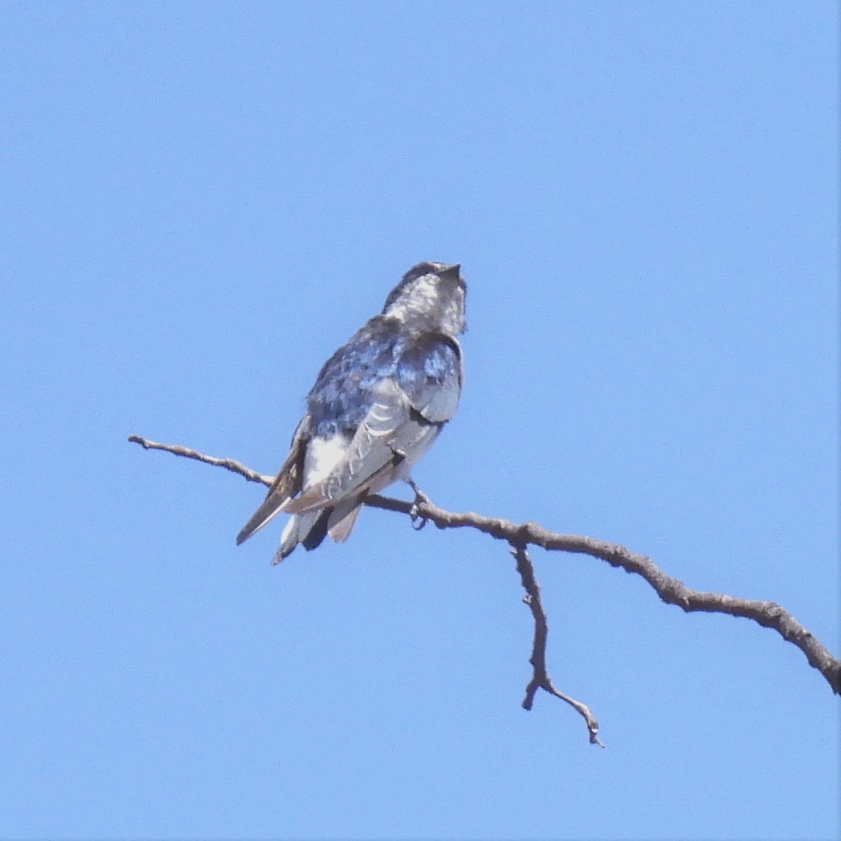 Chilean Swallow - ML595403621