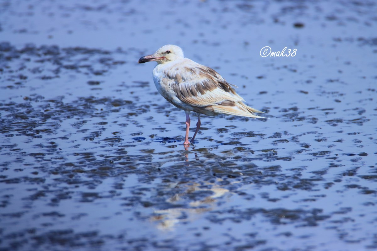 Gaviota de Bering - ML595404541