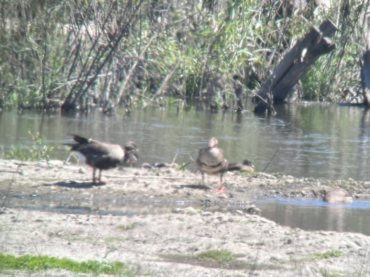 Greater White-fronted Goose - ML595404591