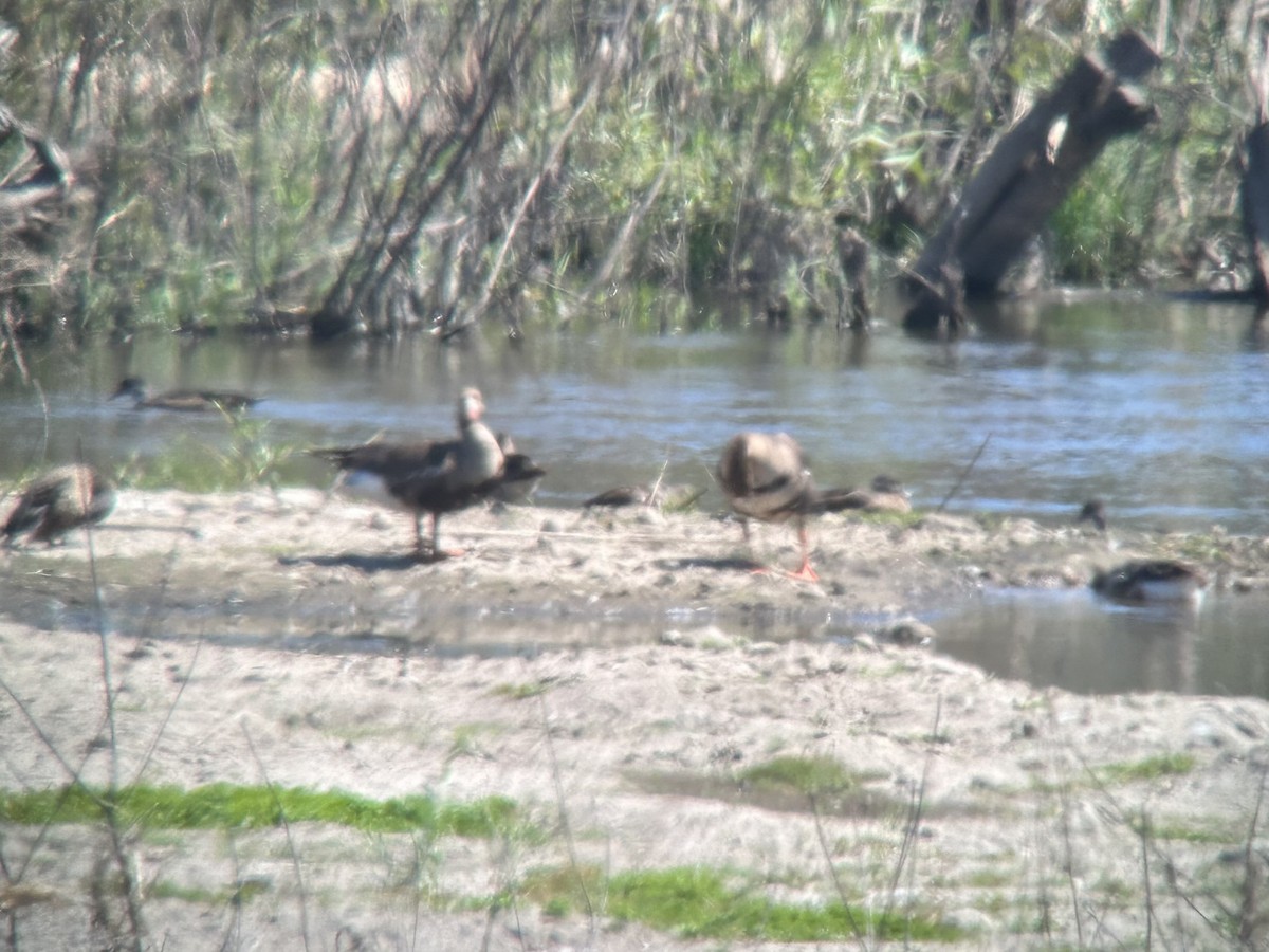 Greater White-fronted Goose - ML595404601