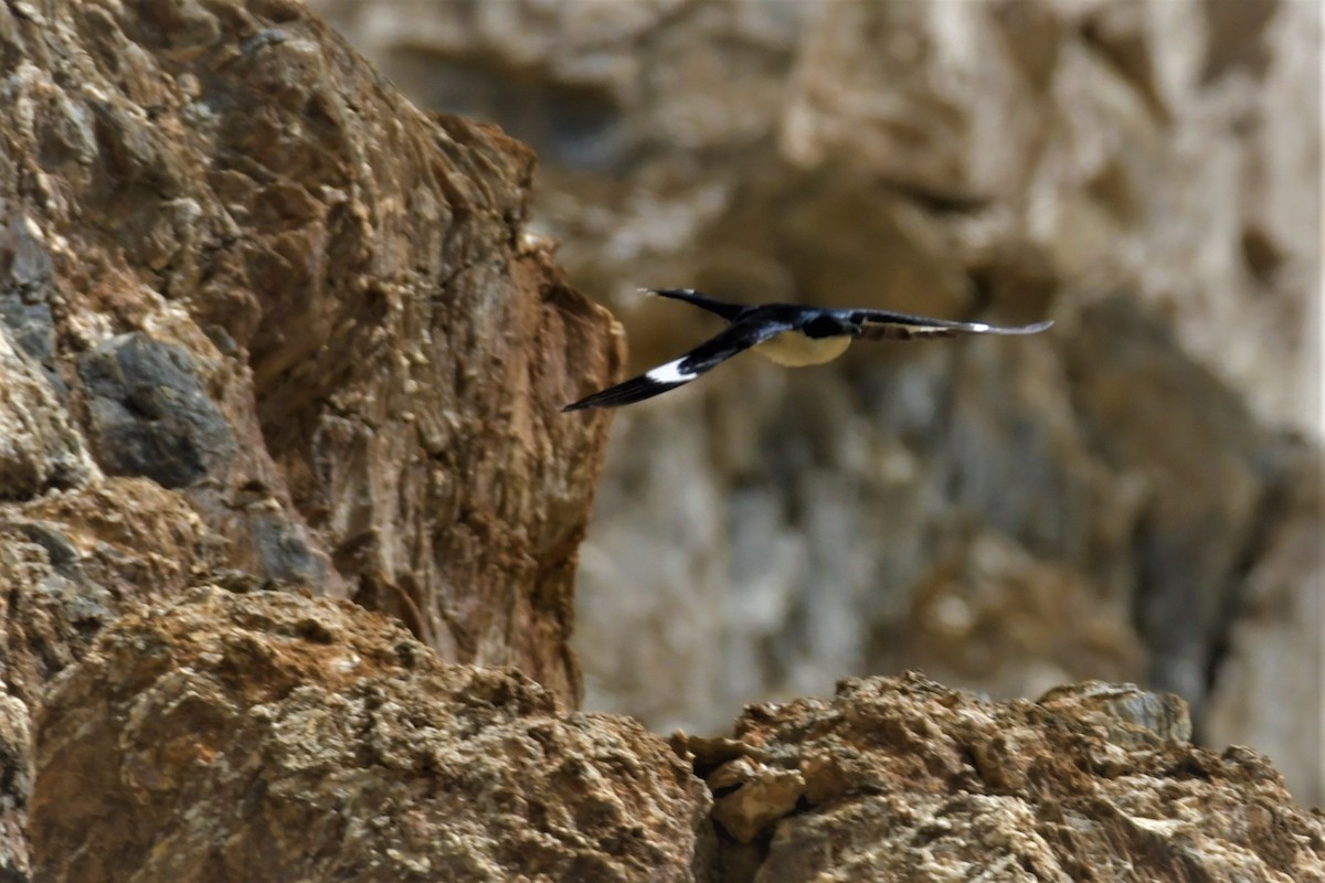 Pied Cuckoo - ML595404801