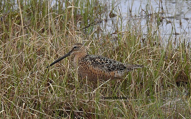 Long-billed Dowitcher - ML595405091