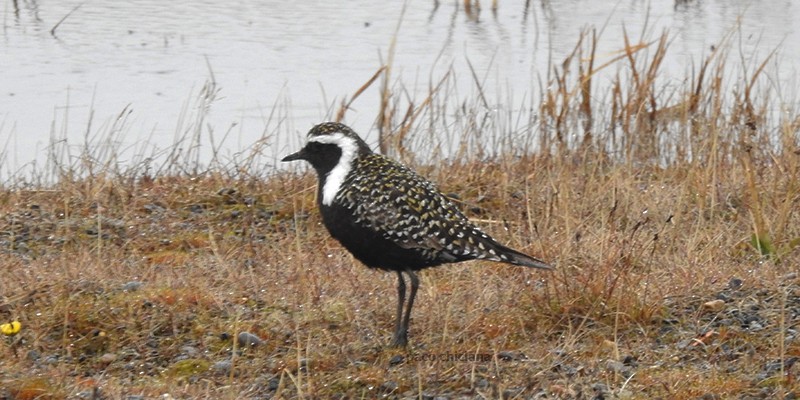 Chorlito Dorado Americano - ML595405811