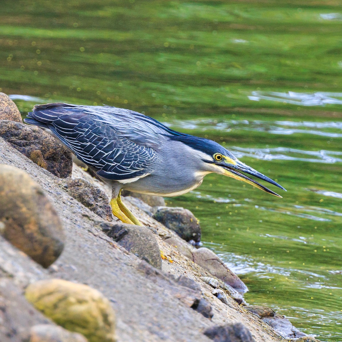 Striated Heron - ML595406531