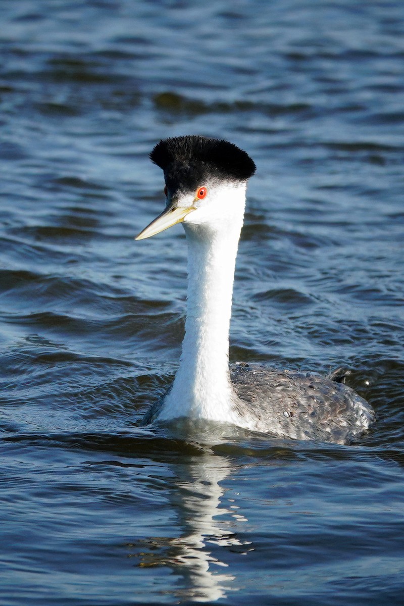 Western Grebe - ML595406921