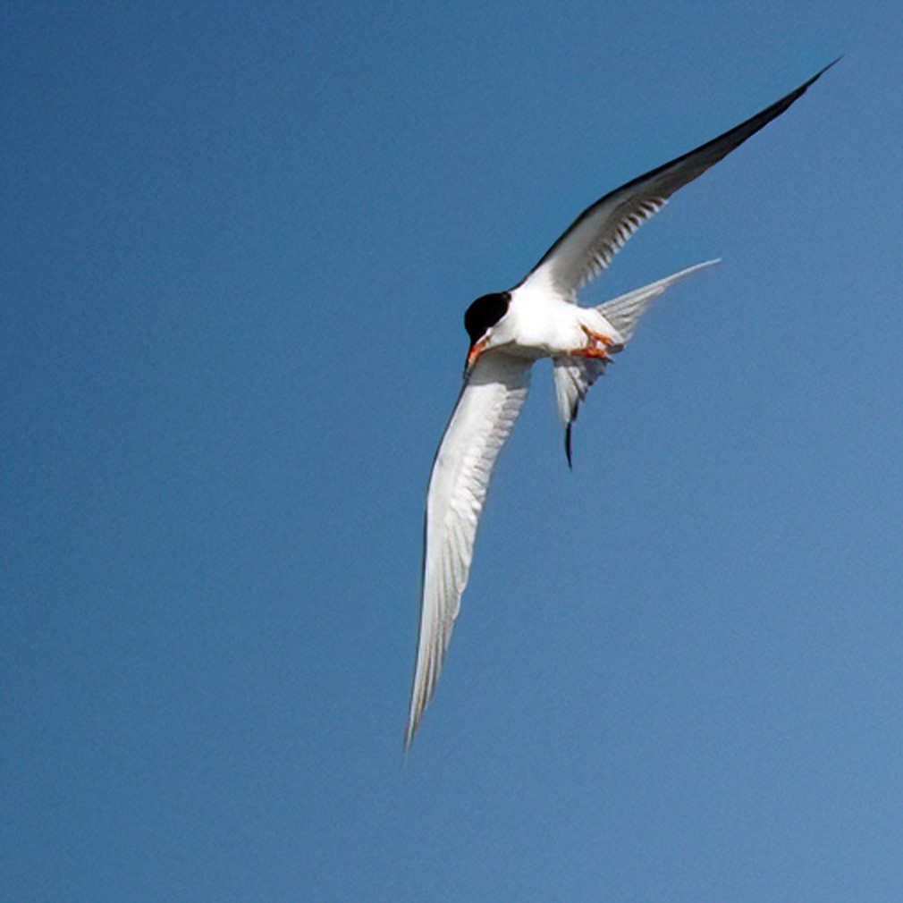 Forster's Tern - ML595407281