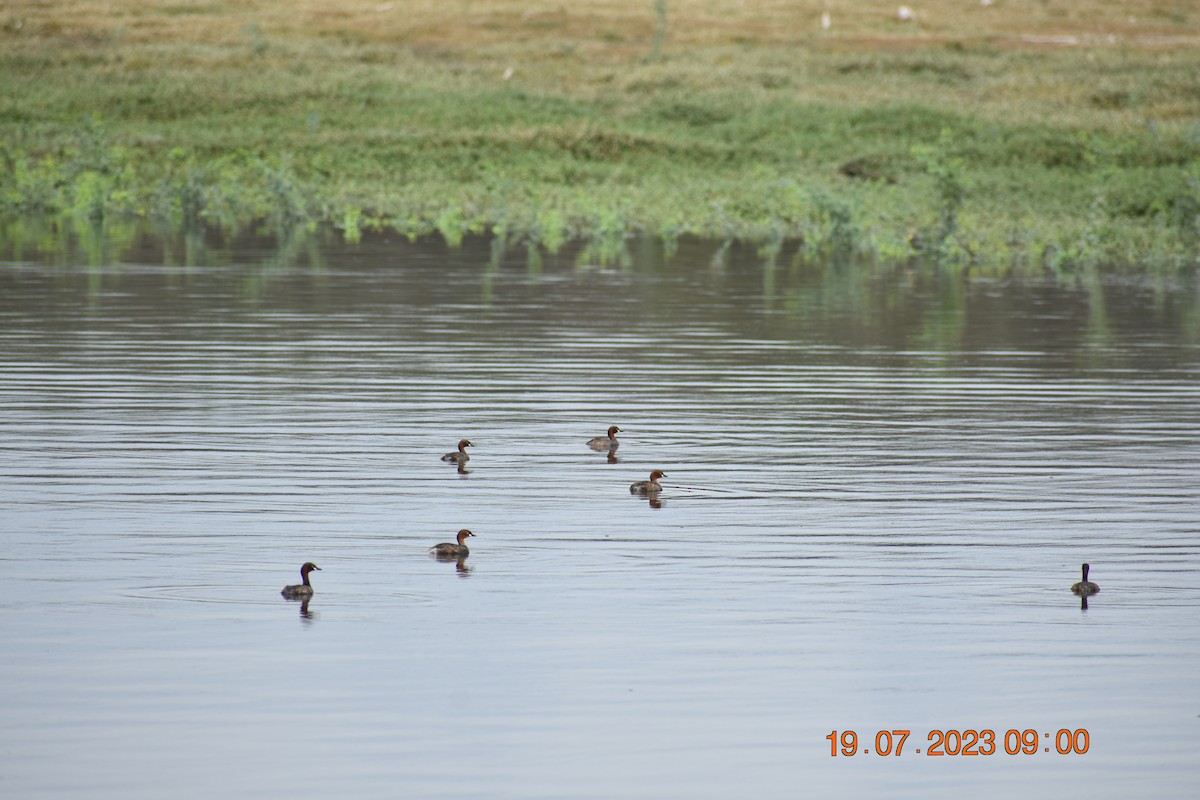 Little Grebe - ML595407591