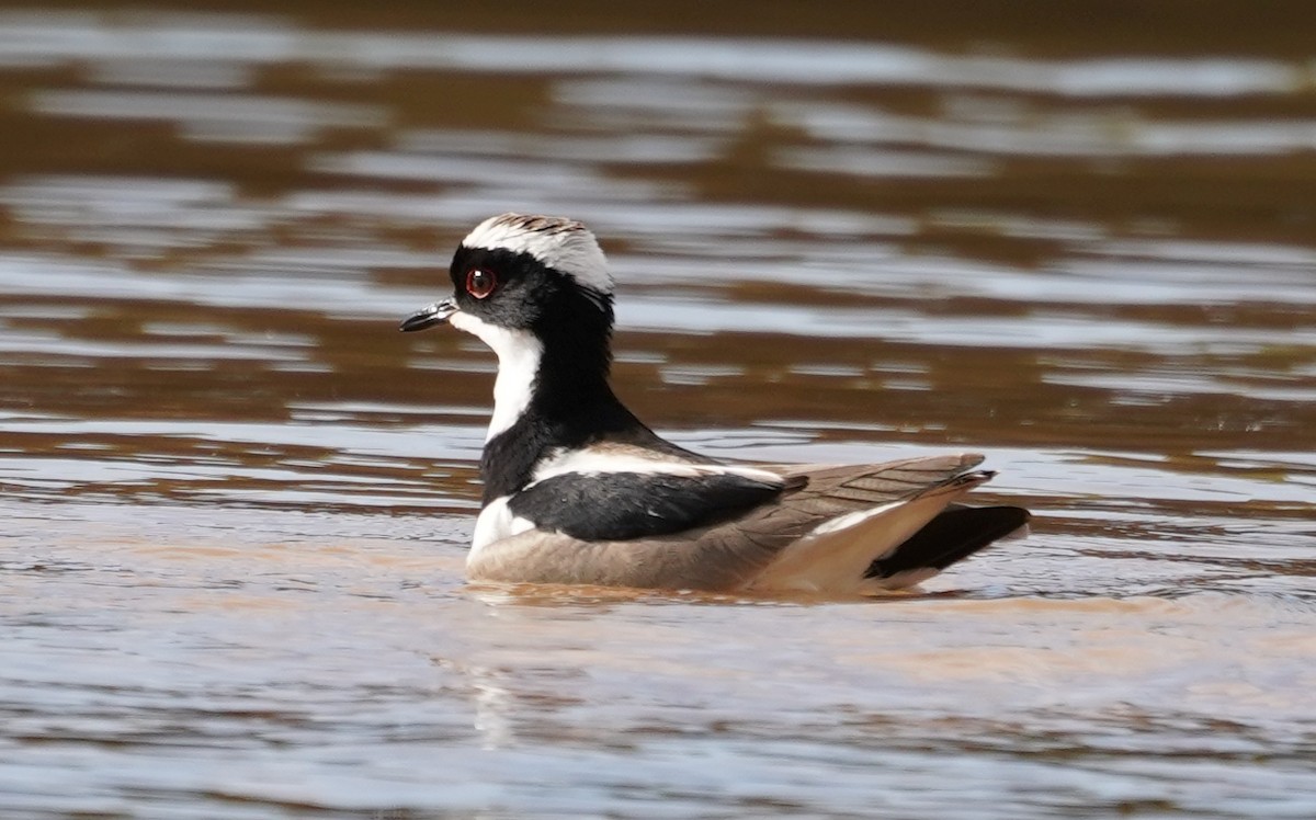 Pied Plover - ML595407611