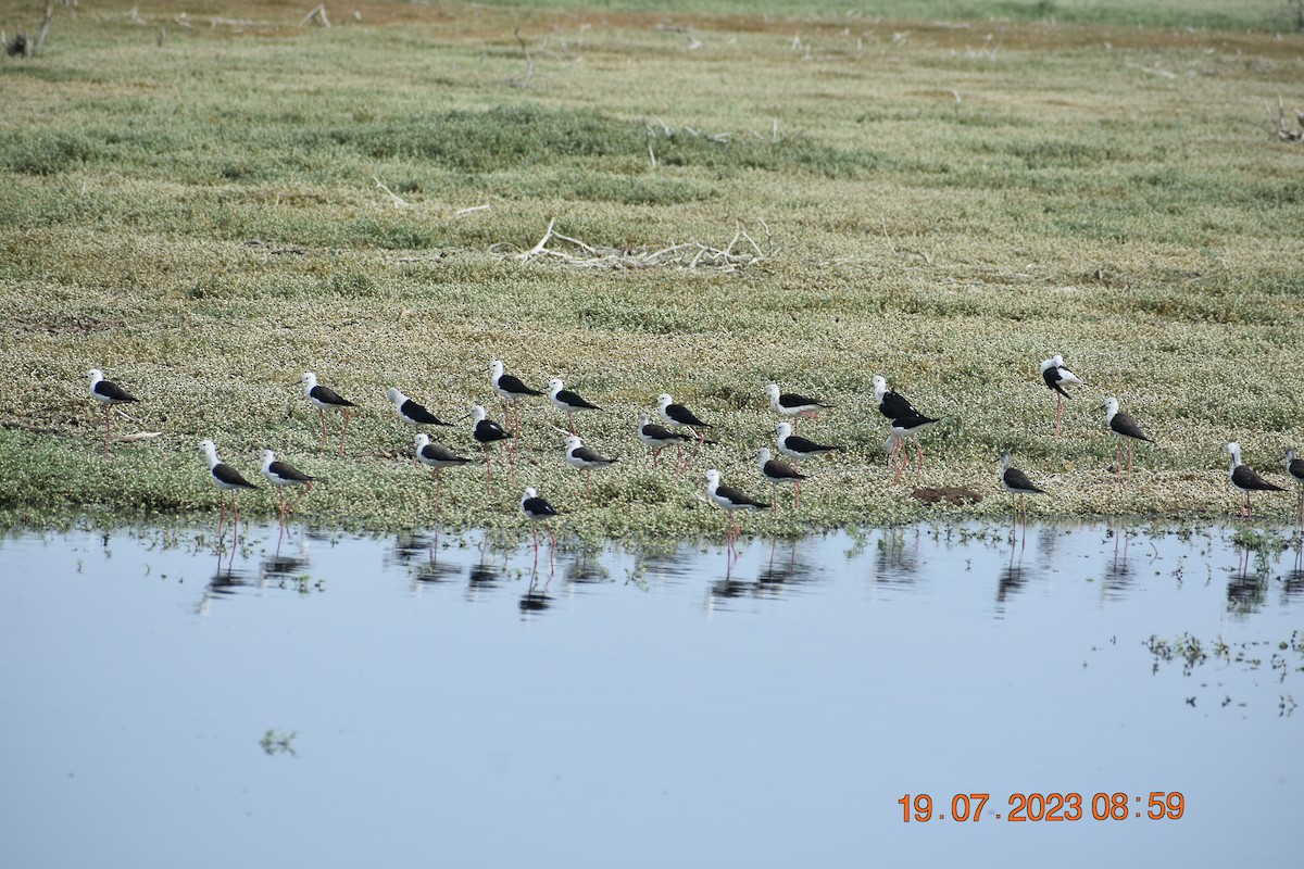 Black-winged Stilt - ML595407631