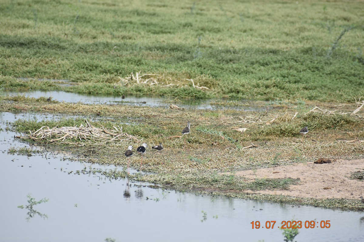 Black-winged Stilt - ML595407661