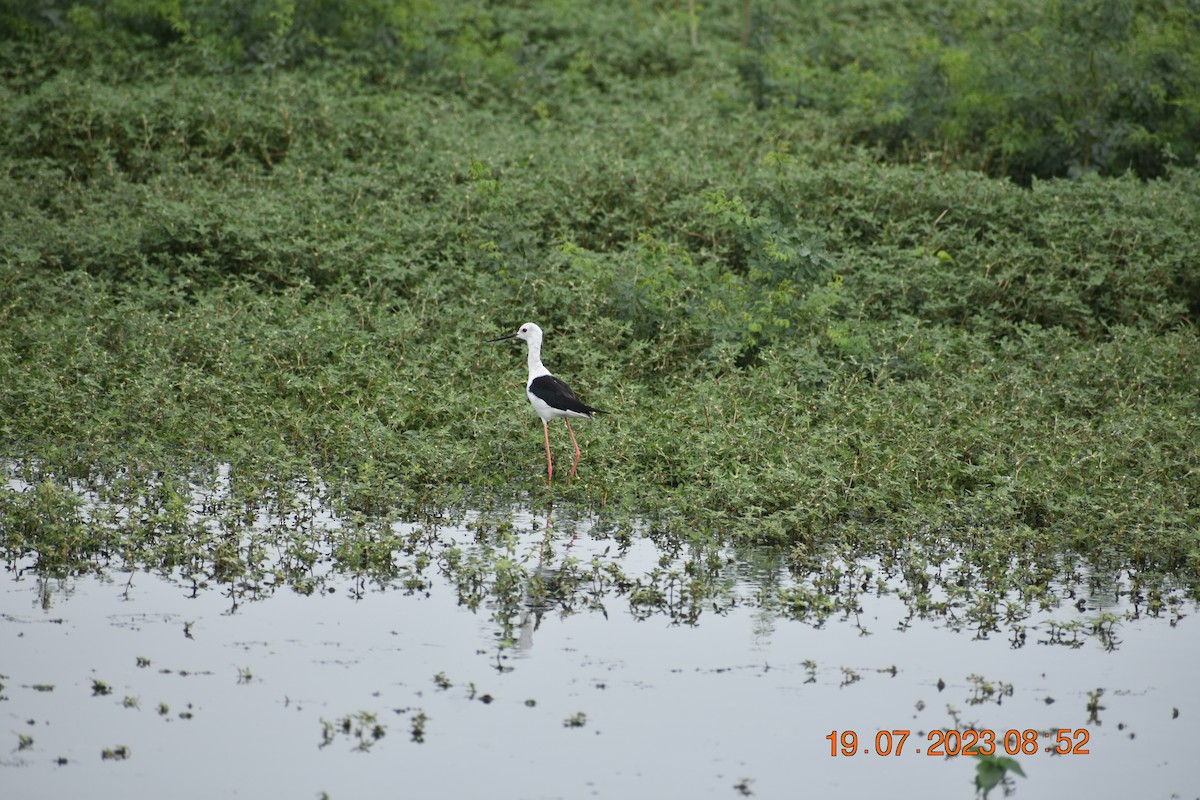 Black-winged Stilt - ML595407721