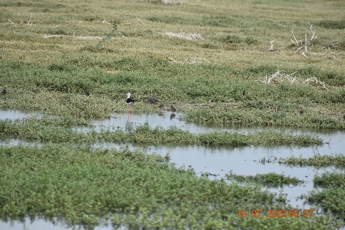 Wood Sandpiper - ML595407761