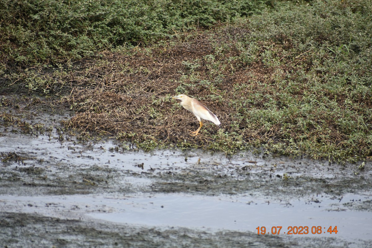 Indian Pond-Heron - ML595407821