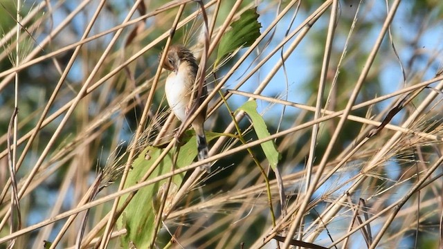 Golden-headed Cisticola - ML595408011